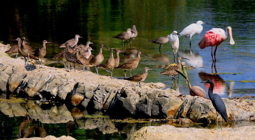 River bunch - © Ed Brindle